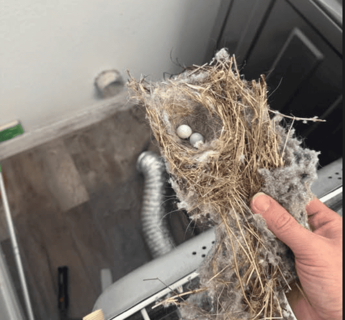 Dryer vent cleaning service showing lint buildup that causes musty smell in Denver homes